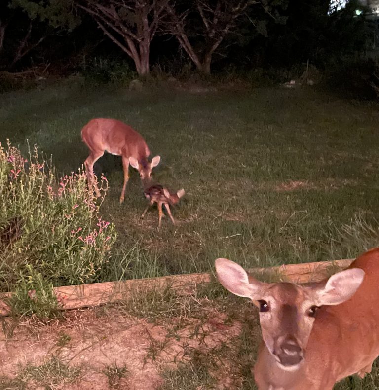 See the newborn fawn in the background?
