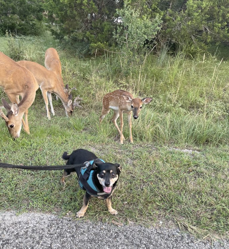 Buddy with the herd