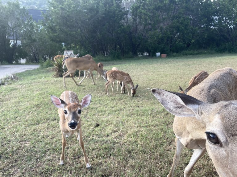 Baby Little Bit, a fawn I saved months before